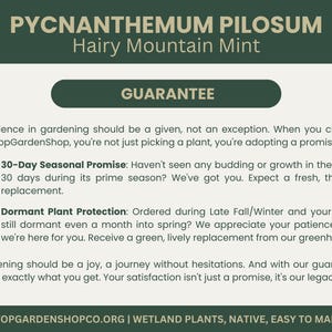 Pycnanthemum pilosum | Hairy Mountain Mint | Starter Plant Plug | Live Plant | Aromatic Herb | Pollinator Magnet | Native Perennial image 4