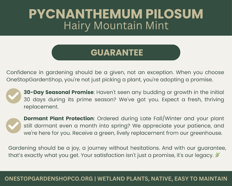 Pycnanthemum pilosum | Hairy Mountain Mint | Starter Plant Plug | Live Plant | Aromatic Herb | Pollinator Magnet | Native Perennial image 4