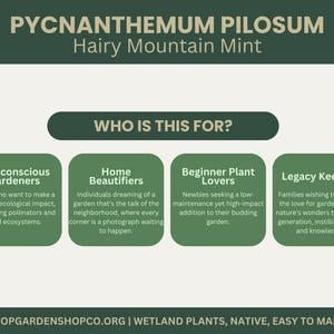 Pycnanthemum pilosum | Hairy Mountain Mint | Starter Plant Plug | Live Plant | Aromatic Herb | Pollinator Magnet | Native Perennial image 5