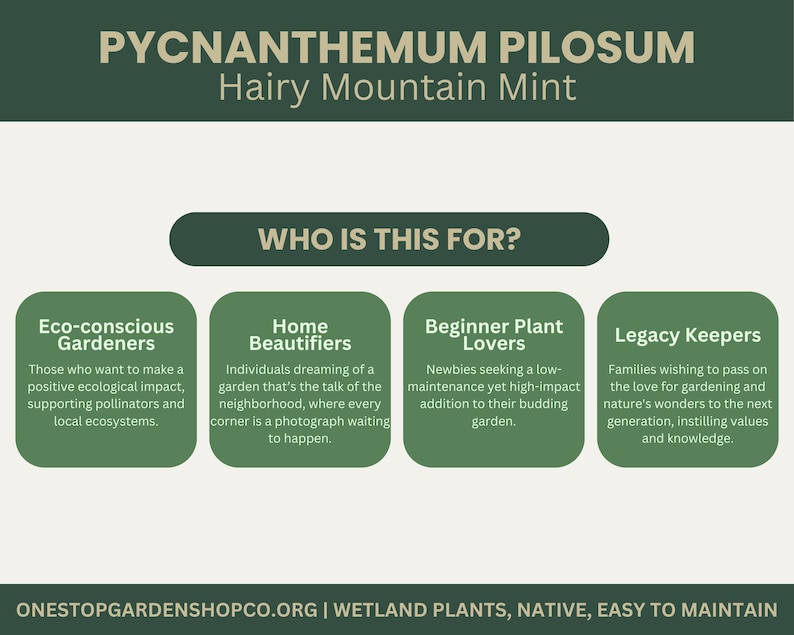 Pycnanthemum pilosum | Hairy Mountain Mint | Starter Plant Plug | Live Plant | Aromatic Herb | Pollinator Magnet | Native Perennial image 5