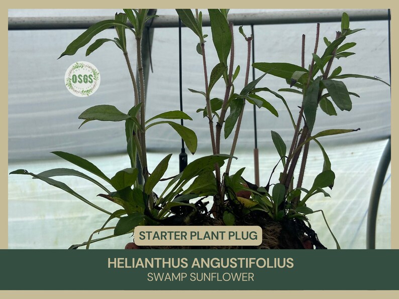 Helianthus angustifolius