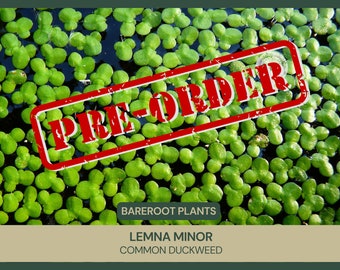 Lemna minor | Common Duckweed | Bareroot | Aquatic Plant | Live Plant | Aquascape | Pond Plant | Water Cover | Fight Algae | Algae Control