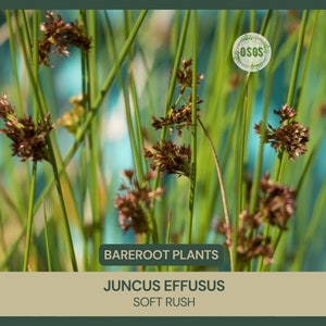 Juncus effusus Soft Rush Bareroot Wetland Restoration Live Plant Rush Family Freshly Collected image 1