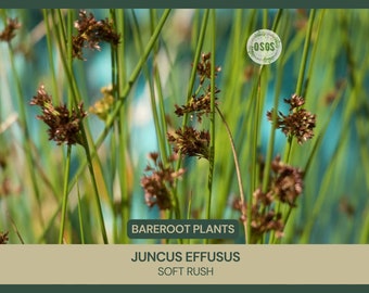 Juncus effusus | Soft Rush | Bareroot | Wetland Restoration | Live Plant | Rush Family | Freshly Collected