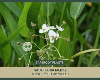 Sagittaria rigida | Sessilefruit Arrowhead | Bareroot | Live Plant | Plant for Water Gardens and Ponds | Native Wetland Plant | Tuber
