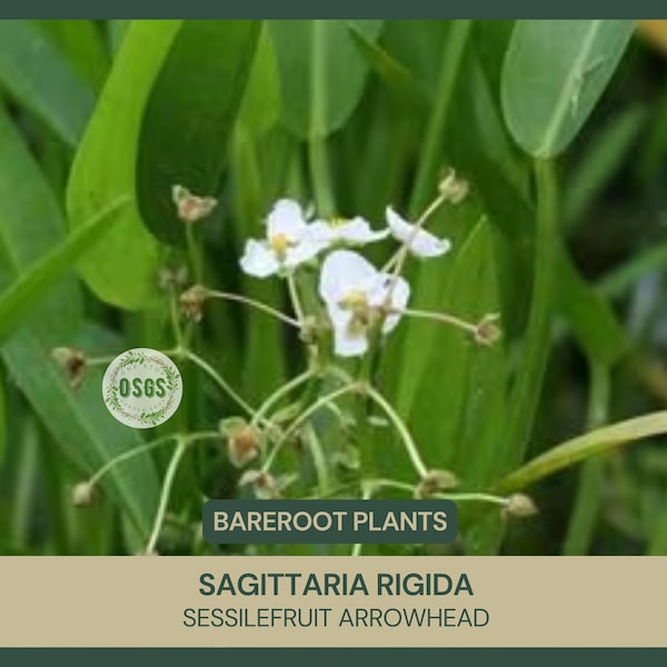 Sagittaria rigida | Sessilefruit Arrowhead | Bareroot | Live Plant | Plant for Water Gardens and Ponds | Native Wetland Plant | Tuber