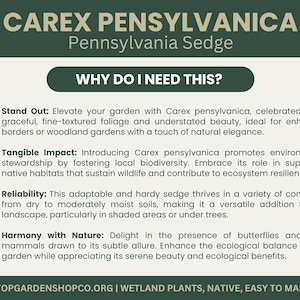 May include: An informational graphic for Carex pensylvanica, also known as Pennsylvania Sedge. The text highlights the plant's benefits, including its beauty, environmental impact, and adaptability. The graphic is green and white.