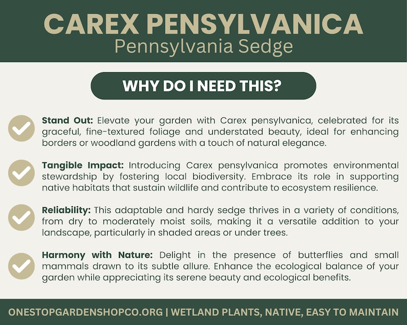 May include: An informational graphic for Carex pensylvanica, also known as Pennsylvania Sedge. The text highlights the plant's benefits, including its beauty, environmental impact, and adaptability. The graphic is green and white.