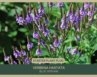 Verbena hastata | Blue Vervain | Starter Plant Plug | Native Wetland Plant | Medicinal Uses | Easy to Grow | Attracts Pollinators