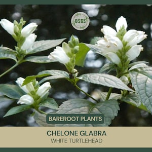 Chelone glabra | White Turtlehead | Bareroot | Live Plant | Freshly Collected | Water Garden | Host Plant Baltimore Checkerspot Butterfly