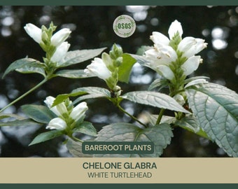 Chelone glabra | White Turtlehead | Bareroot | Live Plant | Freshly Collected | Water Garden | Host Plant Baltimore Checkerspot Butterfly