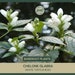 see more listings in the Bareroot Plants section