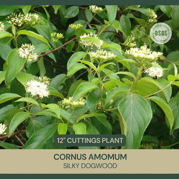 12" | Cornus amomum | Silky Dogwood | Cut FRESH Each Order | 12" Long | Grafting | Propagation | Native Shrub | Live Stakes | Cuttings