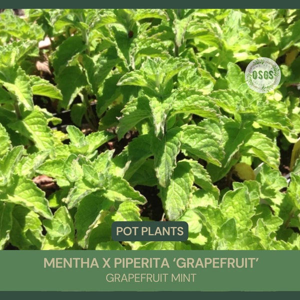 Mentha x piperita ‘Grapefruit’ | Grapefruit Mint | 4'' Pot | Herbal Tea | Culinary & Medicinal Uses | Flu Cold Ache | Perennial Herb