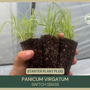 May include: A hand holds three starter plant plugs of Panicum Virgatum, also known as Switch Grass. The plants have long, slender green and yellow leaves. The text "STARTER PLANT PLUG" and "PANICUM VIRGATUM SWITCH GRASS" are visible.