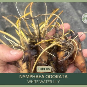 Nymphaea odorata | White Water Lily | Tuber | Live Plant | Bareroot | Native | Hardy Water Lily Tuber