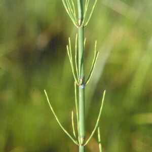 Equisetum fluviatile Water Horsetail Bareroot Live Plant Plant for Water Gardens and Ponds Freshly Collected image 3