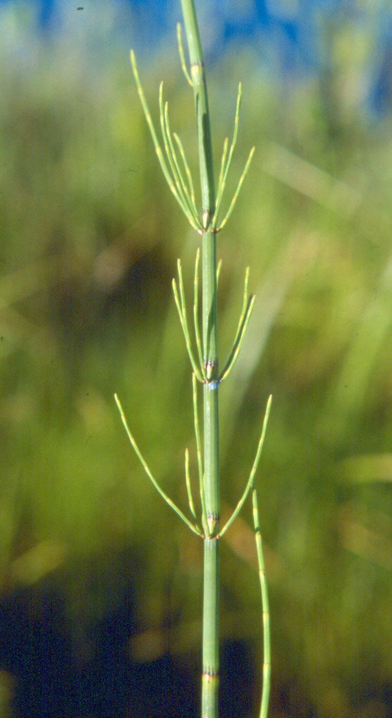 Equisetum fluviatile Water Horsetail Bareroot Live Plant Plant for Water Gardens and Ponds Freshly Collected image 3