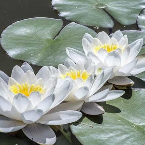 Nymphaea odorata White Water Lily Bareroot Live Plant Native Large Water Lily Fragrant Water Lily Pond Plant image 3