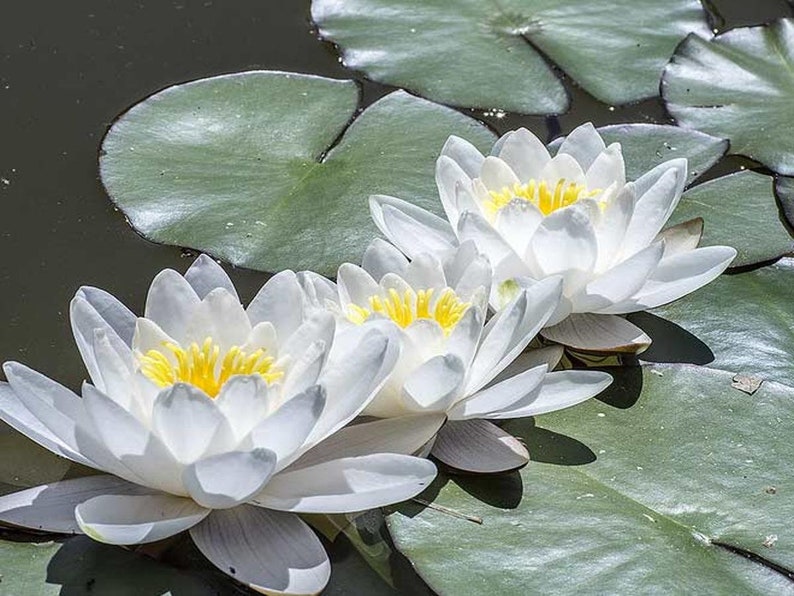 Nymphaea odorata White Water Lily Bareroot Live Plant Native Large Water Lily Fragrant Water Lily Pond Plant image 3