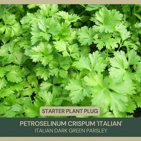 Petroselinum crispum 'Italian' | Italian Dark Green Parsley |  Starter Plant Plug | Full Flavor | Organic Garden Essential | Culinary Herb