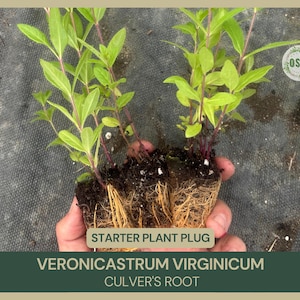 May include: A starter plant plug of Culver's Root (Veronicastrum virginicum) with green leaves and purple stems. The plant is held in a hand, showing the root system. The text "Starter Plant Plug" and plant name are visible.