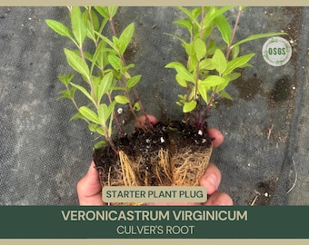 Veronicastrum virginicum / Culver's Root / Planta de inicio / Planta viva / Espigas blancas elegantes / Amigable con los polinizadores / Flor silvestre nativa