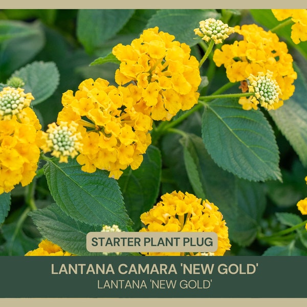 Lantana camara 'New Gold' | Lantana 'New Gold' | Starter Plant Plugs | Live Plant | Vibrant Yellow Blooms | Ground Cover | Drought Tolerant