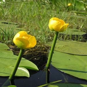 Nuphar lutea Yellow Water Lily Bareroot Live Plant Native Large Water Lily Aquatic Plant Plant for Ponds Wetland Flower image 2