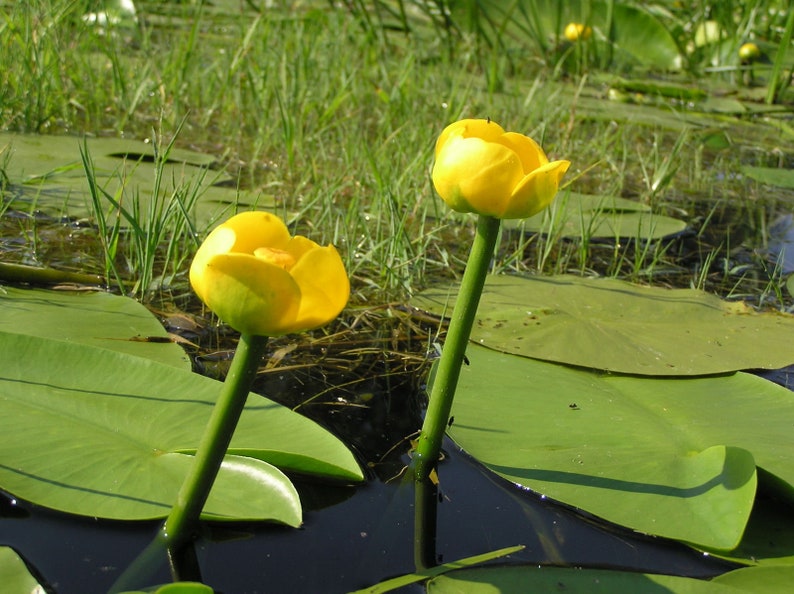 Nuphar lutea Yellow Water Lily Bareroot Live Plant Native Large Water Lily Aquatic Plant Plant for Ponds Wetland Flower image 2