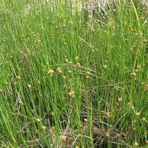 Schoenoplectus pungens Common Threesquare Bareroot Live Plant Wetland Restoration Freshly Collected Scirpus pungens image 3