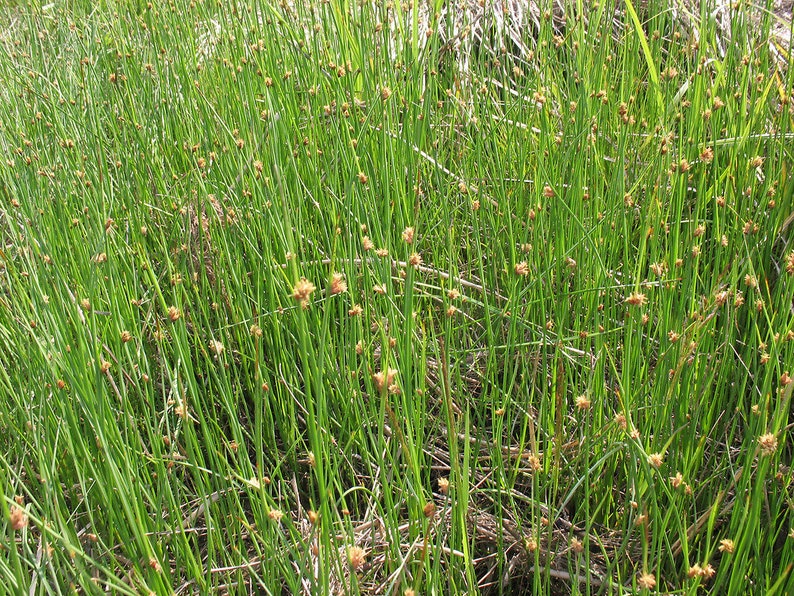 Schoenoplectus pungens Common Threesquare Bareroot Live Plant Wetland Restoration Freshly Collected Scirpus pungens image 3