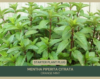 Mentha piperita citrata | Orange Mint | Starter Plant Plug | Live Plant | Fragrant Herb | Culinary Delight | Aromatic Foliage