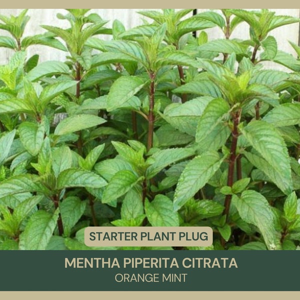 Mentha piperita citrata | Orange Mint | Starter Plant Plug | Live Plant | Fragrant Herb | Culinary Delight | Aromatic Foliage