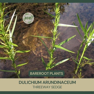 May include: Three green plants growing in shallow water. The plants are identified as "Dulichium arundinaceum" or "Threeway Sedge" with the text "Barefoot Plants" above the scientific name.