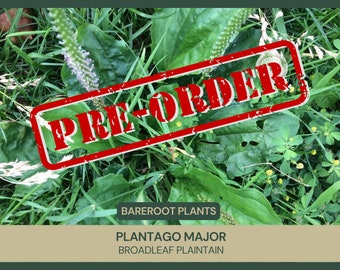 Plantago major | Broadleaf Plantain | Bareroot | Edible Plant | Medicinal Benefits | Wild Growing and Naturally Collected | Fresh Collected