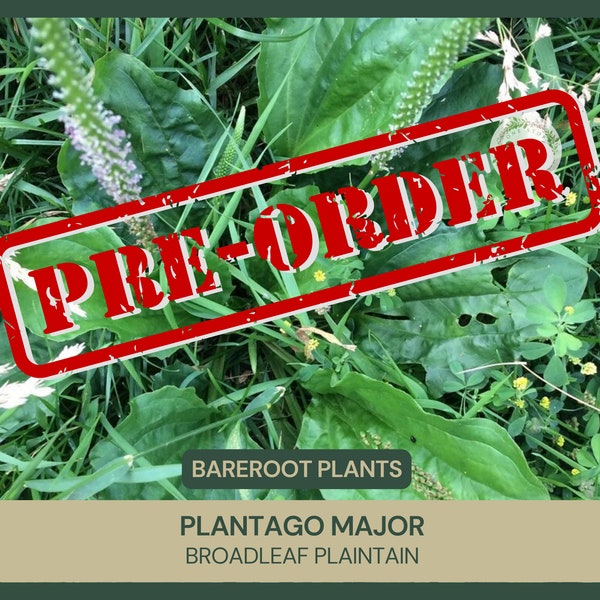 Plantago major | Broadleaf Plantain | Bareroot | Edible Plant | Medicinal Benefits | Wild Growing and Naturally Collected | Fresh Collected