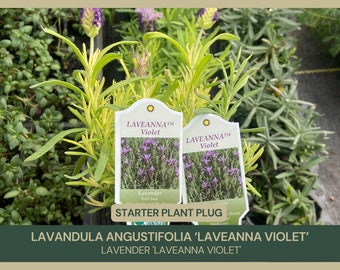 Lavender 'Laveanna Violet' | Lavandula Angustifolia | Starter Plant Plug | Rich Purple Blooms | Fragrant Herb | Full Sun | Drought Tolerant