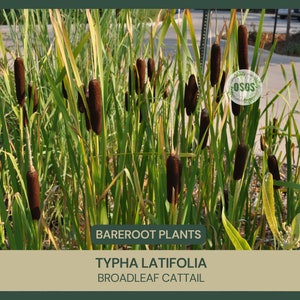 Typha latifolia | Broadleaf Cattail | Bareroot | Live Plant | Plant for Water Gardens and Ponds | Freshly Collected