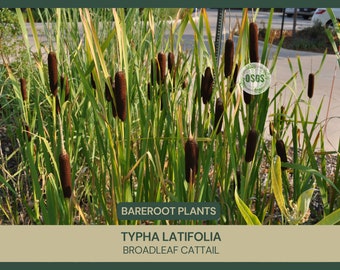 Typha latifolia | Broadleaf Cattail | Bareroot | Live Plant | Plant for Water Gardens and Ponds | Freshly Collected