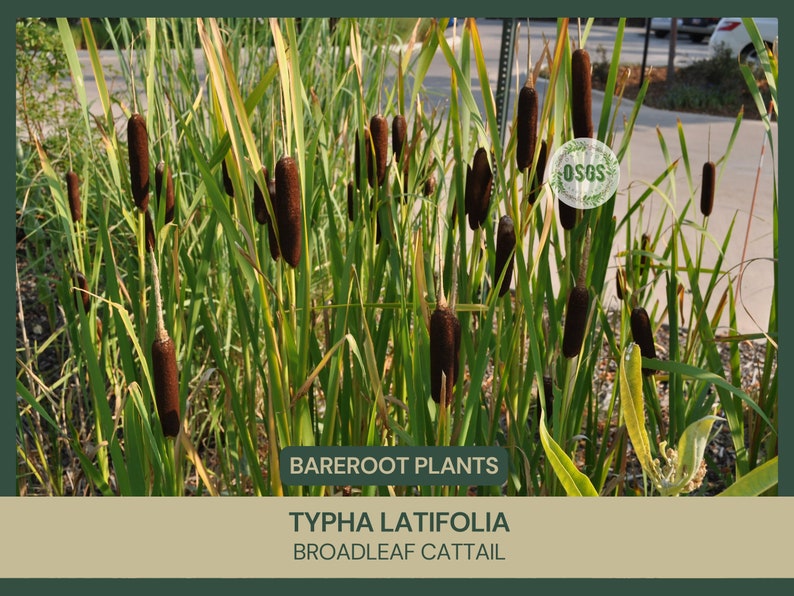 Typha latifolia Broadleaf Cattail Bareroot Live Plant Plant for Water Gardens and Ponds Freshly Collected immagine 1