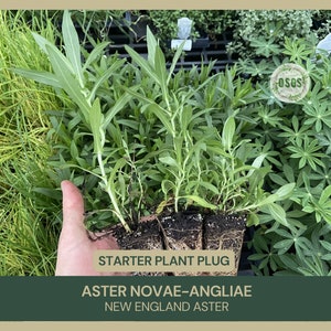 May include: A close-up of a starter plant plug of Aster Novae-Angliae, also known as New England Aster. The plant has green leaves and is held in a person's hand. The text "STARTER PLANT PLUG" and "ASTER NOVAE-ANGLIAE NEW ENGLAND ASTER" are visible.