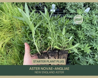 Aster novae-angliae | New England Aster | Starter Plant Plug | Symphyotrichum Novae-Angliae | Live Plant | Native Plants & Wildflowers
