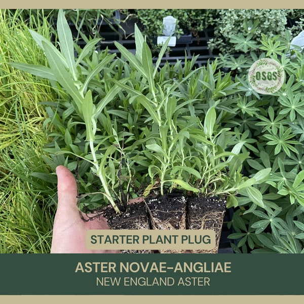 Aster novae-angliae | New England Aster | Starter Plant Plug | Symphyotrichum Novae-Angliae | Live Plant | Native Plants & Wildflowers