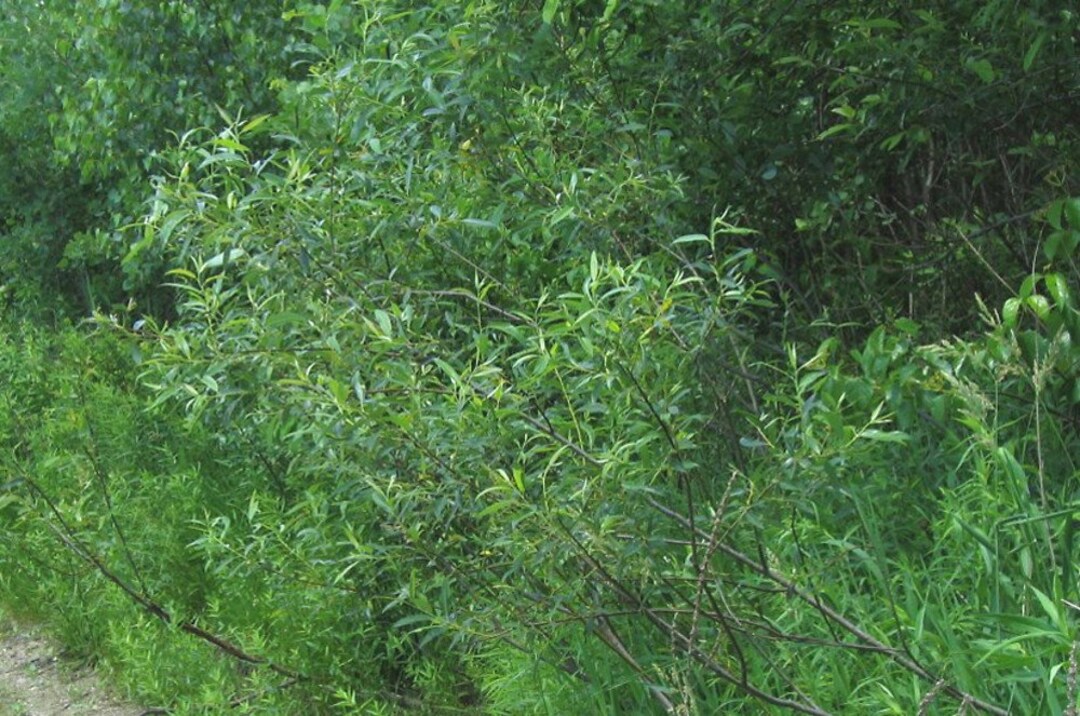 18 Salix Sericea Silky Willow Cut FRESH Each Order Etsy
