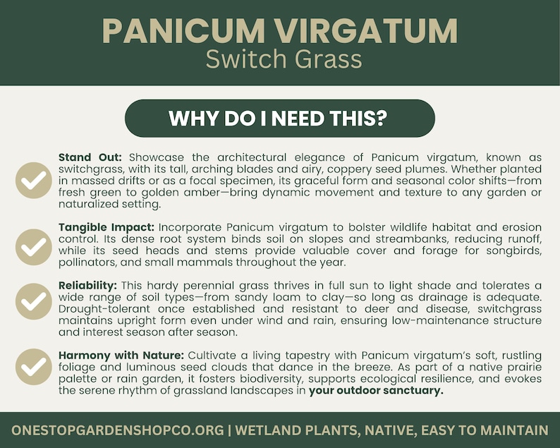 Panicum Virgatum | Switchgrass | Starter Plant Plug | Live Native ...