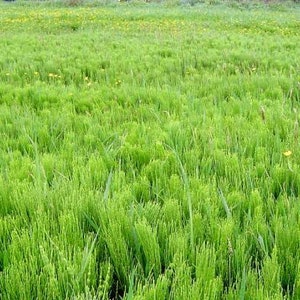 Bareroot Equisetum arvense Field Horsetail Live Plant Naturally Growing Herbal Supplement Plant for Alchemy and Astrology image 2