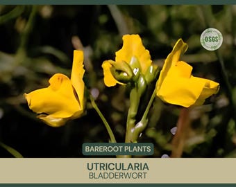 Utricularia vulgaris / Utricularia / Raíz desnuda / Flotante o sumergida / Planta nativa de humedales / Planta carnívora / Planta acuática única