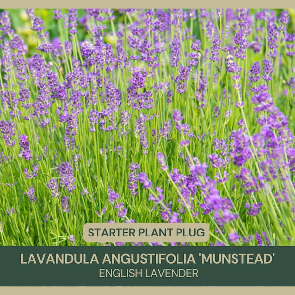 Lavandula angustifolia 'Munstead' | Munstead Lavender | Starter Plant Plug | Purple Blooms | English Lavender | Perennial Plant | Herb