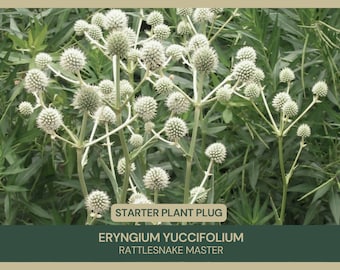 Eryngium yuccifolium | Rattlesnake Master | Starter Plant Plug | Cut Flowers | Showy | Evergreen | Native | Attracts Bees & Butterflies